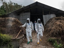 Tok! Indonesia Cabut Status Darurat Penyakit Mulut dan Kuku