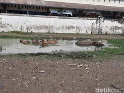 Warga Dilarang Dekati Kandang Kebo Bule Keraton Solo yang Mati Kena PMK