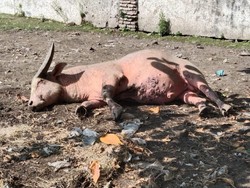 Kebo Bule Keraton Solo Mati Kena PMK, Diduga dari Sini Penularannya