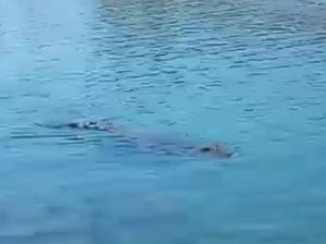 Heboh Buaya 4 Meter Muncul di Pantai Wisata Polman