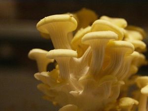 Heboh Lobi Kemenkes RI Muncul di Series The Last of Us, Asli atau Setting-an?