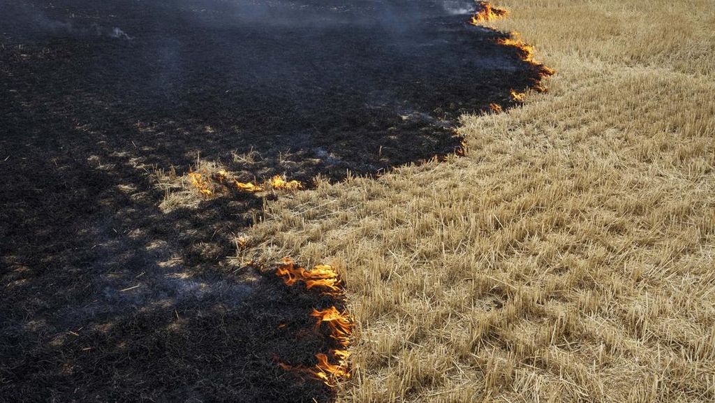 Ladang Gandum di Ukraina Terbakar