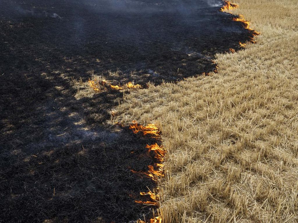 Ladang Gandum Siap Panen di Kharkiv Terbakar, Rusia Dicurigai