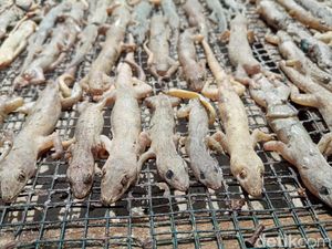 Snapshot: Omzet Sultan Pebisnis Cicak Kering dari Cirebon Snapshot: Omzet Sultan Pebisnis Cicak Kering dari Cirebon