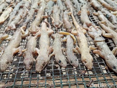 Snapshot: Omzet Sultan Pebisnis Cicak Kering dari Cirebon