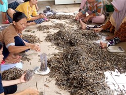 Kisah Warga Cirebon Dapat Cuan dari Hasil Ekspor Cicak Kering Ke China