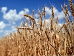 Rusia dan Ukraina Diharapkan Teken Kesepakatan Ekspor Gandum