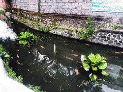 Bukan Jepang, Sungai Sejernih Ini dan Dipenuhi Ikan Koi Ada di Bali