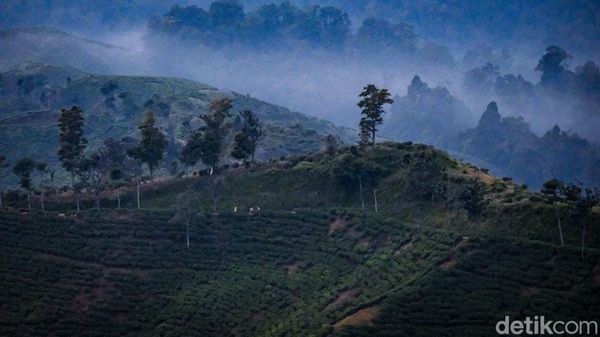 Surga Wisata Tersembunyi di Malasari, Ubud-nya Bogor