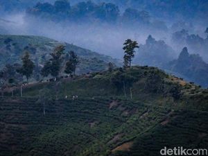 Surga Wisata Tersembunyi di Malasari, Ubud-nya Bogor