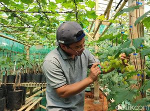 Gagal Usaha Bakso, Rhopik Kini Sukses Budi Daya Anggur