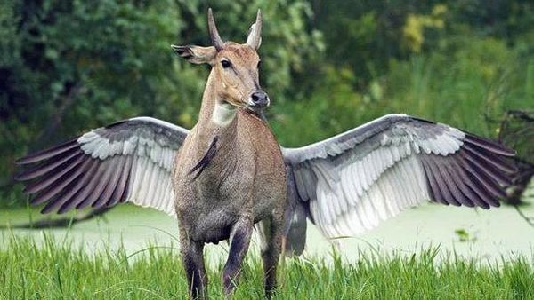 Tanpa Photoshop! Ilusi Optik Alam yang Mencengangkan Mata