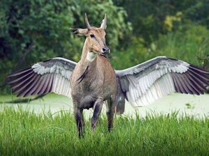 Tanpa Photoshop! Ilusi Optik Alam yang Mencengangkan Mata