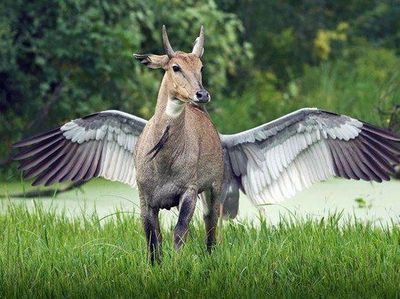 Tanpa Photoshop! Ilusi Optik Alam yang Mencengangkan Mata