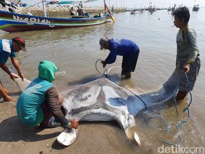Ikan Pari Manta yang Dilindungi Tersangkut Jaring Nelayan Paciran Lamongan