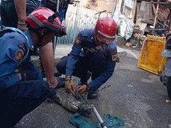 Ngeri! Buaya Muara Tak Dirawat Warga Jaksel Dievakuasi Damkar