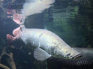 Fakta Ilmiah Ikan Raksasa Arapaima yang Sempat Muncul di Banjir Garut Fakta Ilmiah Ikan Raksasa Arapaima yang Sempat Muncul di Banjir Garut