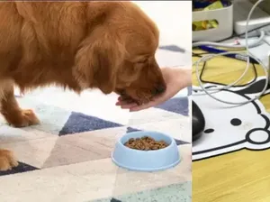 Curi Makanan Karyawan, Bos Ini Ternyata Makan Biskuit Anjing!