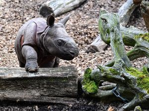 Sensitif Banget! Bukan Cuma Anak-anak, Badak Juga Stress Saat Pindah Rumah