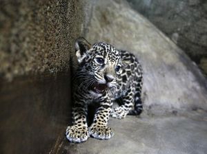 Kabar Gembira, 2 Bayi Jaguar Lahir di Argentina