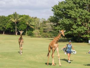 Enggak Biasa! Lapangan Golf Ini Bebaskan Jerapah Hingga Rusa Berkeliaran