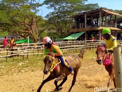 Pemda Dompu Tak Sepakat Joki Cilik di Pacuan Kuda Dihapus