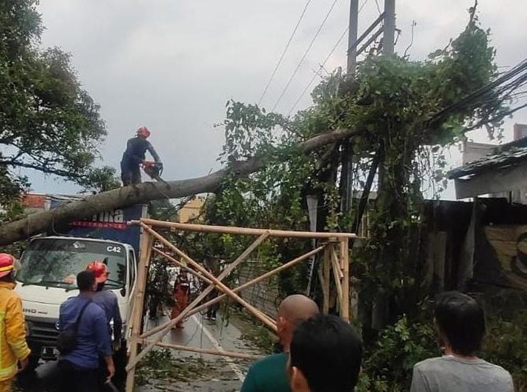 Pohon Tumbang Timpa 1 Mobil dan Tutup Jalan Raya Dramaga Bogor