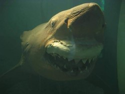 Tragis! Traveler sedang Snorkeling Diserang Hiu Sampai Tewas