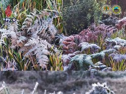 Wow! Embun Upas Selimuti Bromo, Jangan Salah Kostum, yang Asma Ekstra Waspada