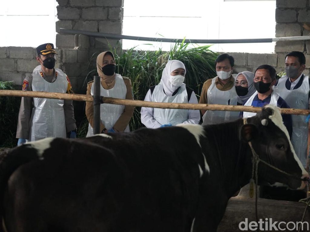 Khofifah Minta Kepala Daerah Percepat Vaksin PMK Khofifah Minta Kepala Daerah Percepat Vaksin PMK
