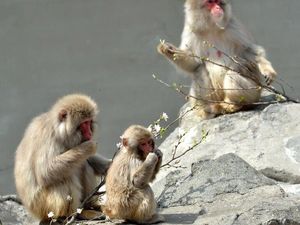 Serangan Kera Liar Marak di Jepang, 42 Orang Luka-luka Serangan Kera Liar Marak di Jepang, 42 Orang Luka-luka