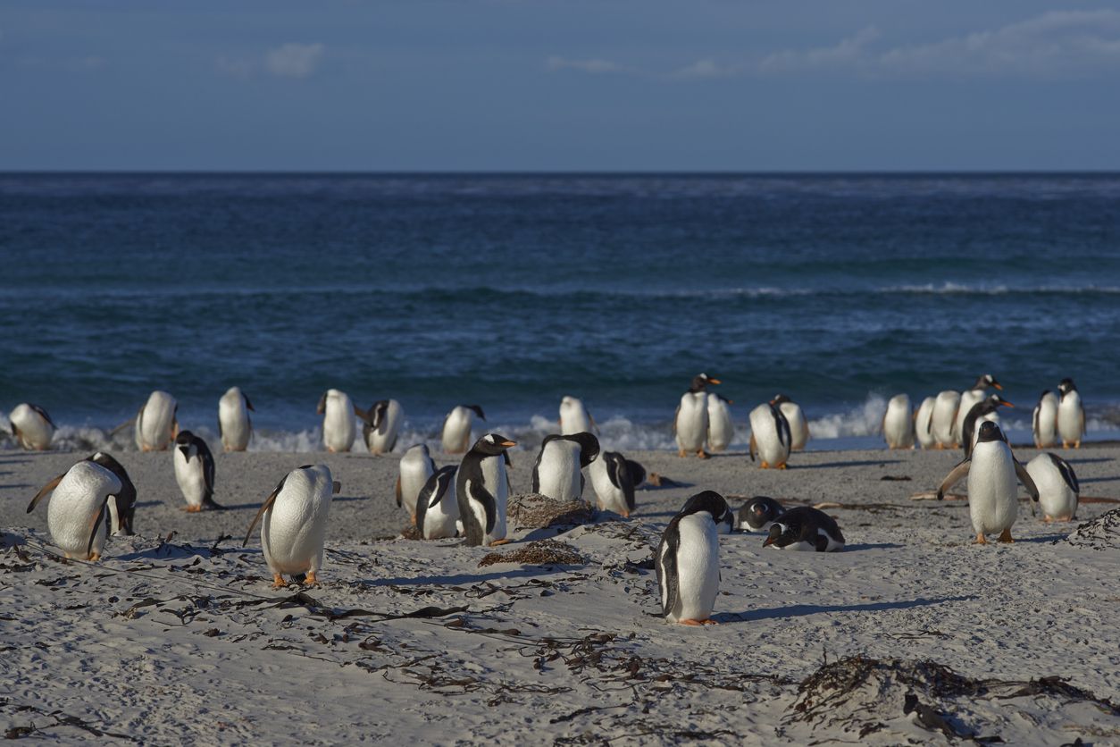 Gentoo Penguins (Pygoscelis papua) on a sandy beach on Sea Lion Island in the Falkland Islands.