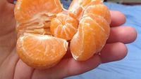 Jeruk hingga Telur, Ini 10 Makanan Beranak yang Bikin Untung