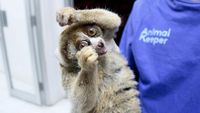 Kerja Keras Melestarikan Kukang Sumatera di Indonesia