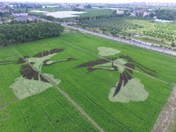Benarkah Crop Circle Dibuat oleh Alien? Ini Faktanya