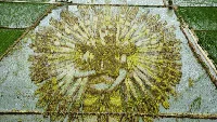 Lansekap Crop Circle 3D Paling Keren di China