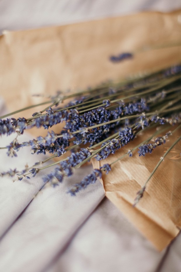 tanaman lavender bisa mengusir nyamuk loh