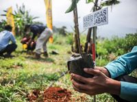 Berita Dan Informasi Hari Menanam Pohon Nasional Terkini Dan Terbaru ...