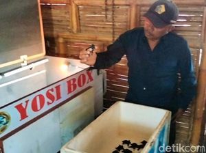 Diklaim Pertama di Dunia, Penetasan Tukik Banyuwangi Gunakan Inkubator Diklaim Pertama di Dunia, Penetasan Tukik Banyuwangi Gunakan Inkubator