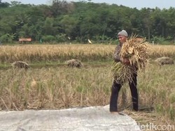 Hama Wereng Mengganas, Petani di Purwakarta Merugi