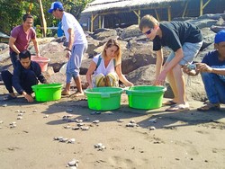 Pelepasliaran 400 Tukik di Pantai Perancak, Wisatawan Asing Antusias