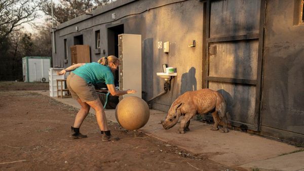Mereka yang Berjuang Menyelamatkan Anak Badak di Afsel