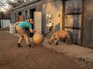 Mereka yang Berjuang Menyelamatkan Anak Badak di Afsel Mereka yang Berjuang Menyelamatkan Anak Badak di Afsel