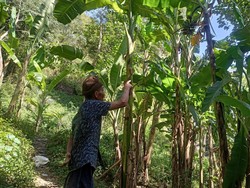 Ratusan Kera Kelaparan Rusak Kebun Pisang-Jagung Warga di Karangasem