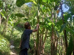 Berita Dan Informasi Kebun Pisang Dan Jagung Terkini Dan Terbaru Hari