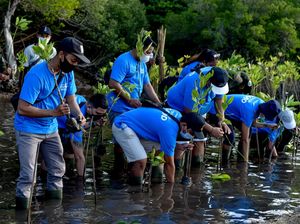 Aksi Tanam 40.000 Bibit Bakau di Hutan Mangrove Bali