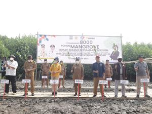 Cegah Abrasi, 8.000 Mangrove Ditanam di Pesisir Pantai Lontar