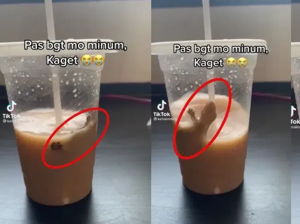 Jijik! Netizen Ini Temukan Cicak Berenang Dalam Minumannya Jijik! Netizen Ini Temukan Cicak Berenang Dalam Minumannya