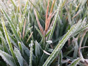 Penampakan Dieng Membeku, Suhu Minus 1,2 Derajat Celsius Penampakan Dieng Membeku, Suhu Minus 1,2 Derajat Celsius