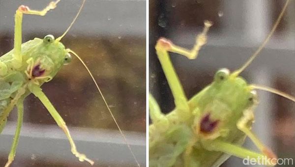 Foto Hewan Liar yang Gagal Tapi Menarik dan Bikin Ketawa